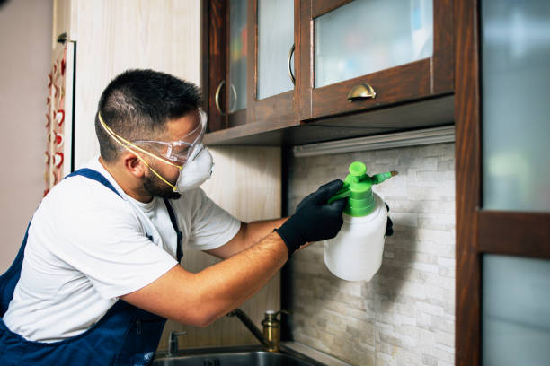 Wasp Removal Services in Oxford, MI
